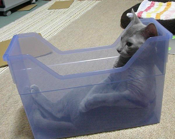何このフィット感!?ファイルケースに猫が入ってみた結果がリアルねこあつめすぎる件www