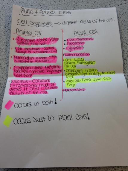 NewboldScience's tweet photo. Finished article - plant and animal cells with the differences highlighted. Well done Lauren! http://t.co/eqaWZc3Tze
