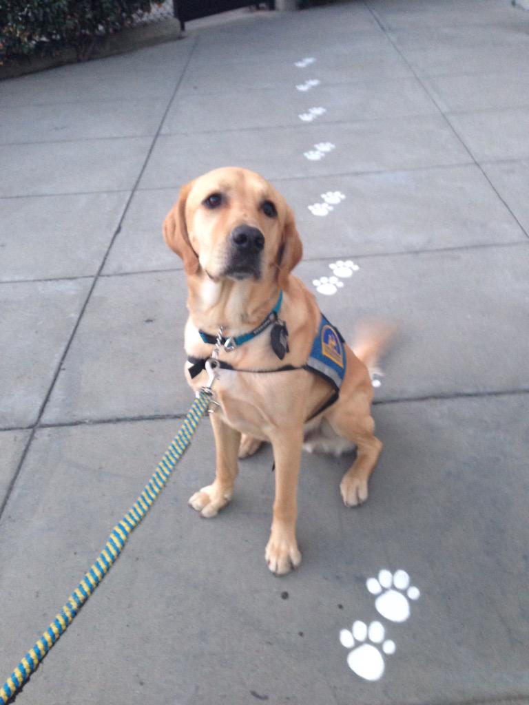 CanineOrgDog's tweet photo. #shutterflypaws @ccicanine Service Dog Cassius following the paw prints! http://t.co/lIZCW1uk1p