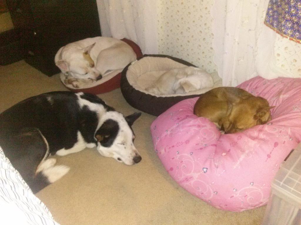 4PawzPrep's tweet photo. http://t.co/10Y2P5VTxh