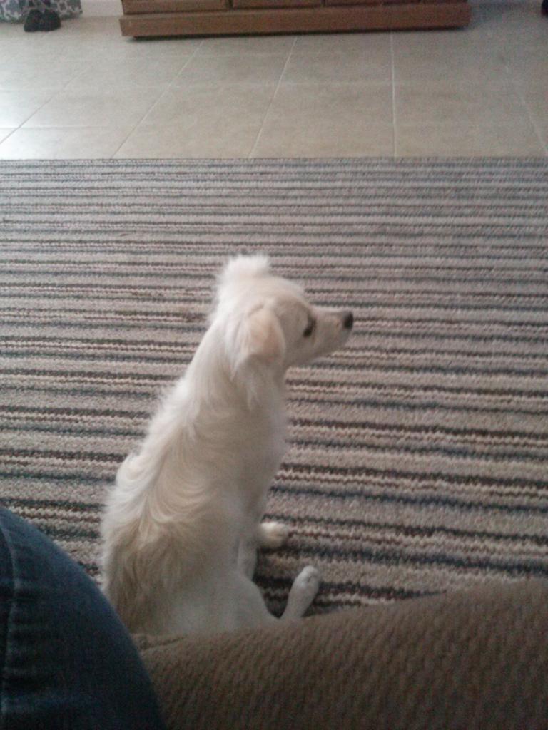 4PawzPrep's tweet photo. http://t.co/BuwY4wu9WT
