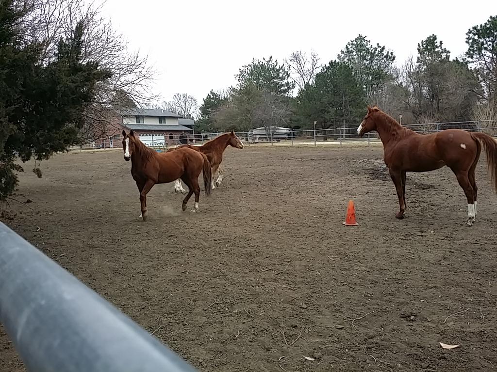 Donna_KBStables tweet picture