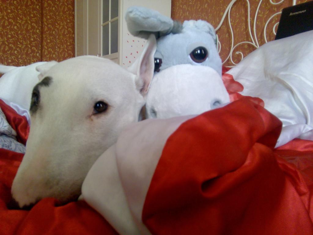 Bule4karu's tweet photo. #bullterrier http://t.co/o46kL4WLR5