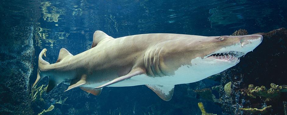 Egitto: squalo attacca e uccide turista tedesco nel Mar Rosso
