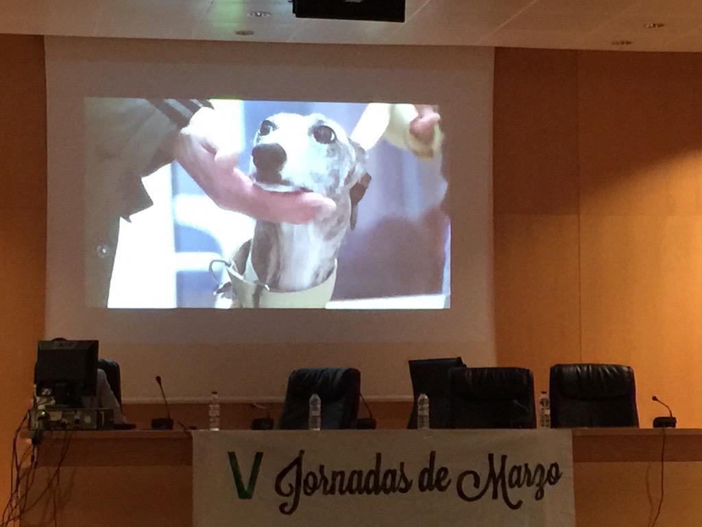 Policias_APDA's tweet photo. Eres testigo de #MaltratoAnimal a un galgo? DENUNCIA! #FebreroElmiedoDelosGalgos #JornadasdeMarzo .@animalistasIU http://t.co/m8QyeVdFf4