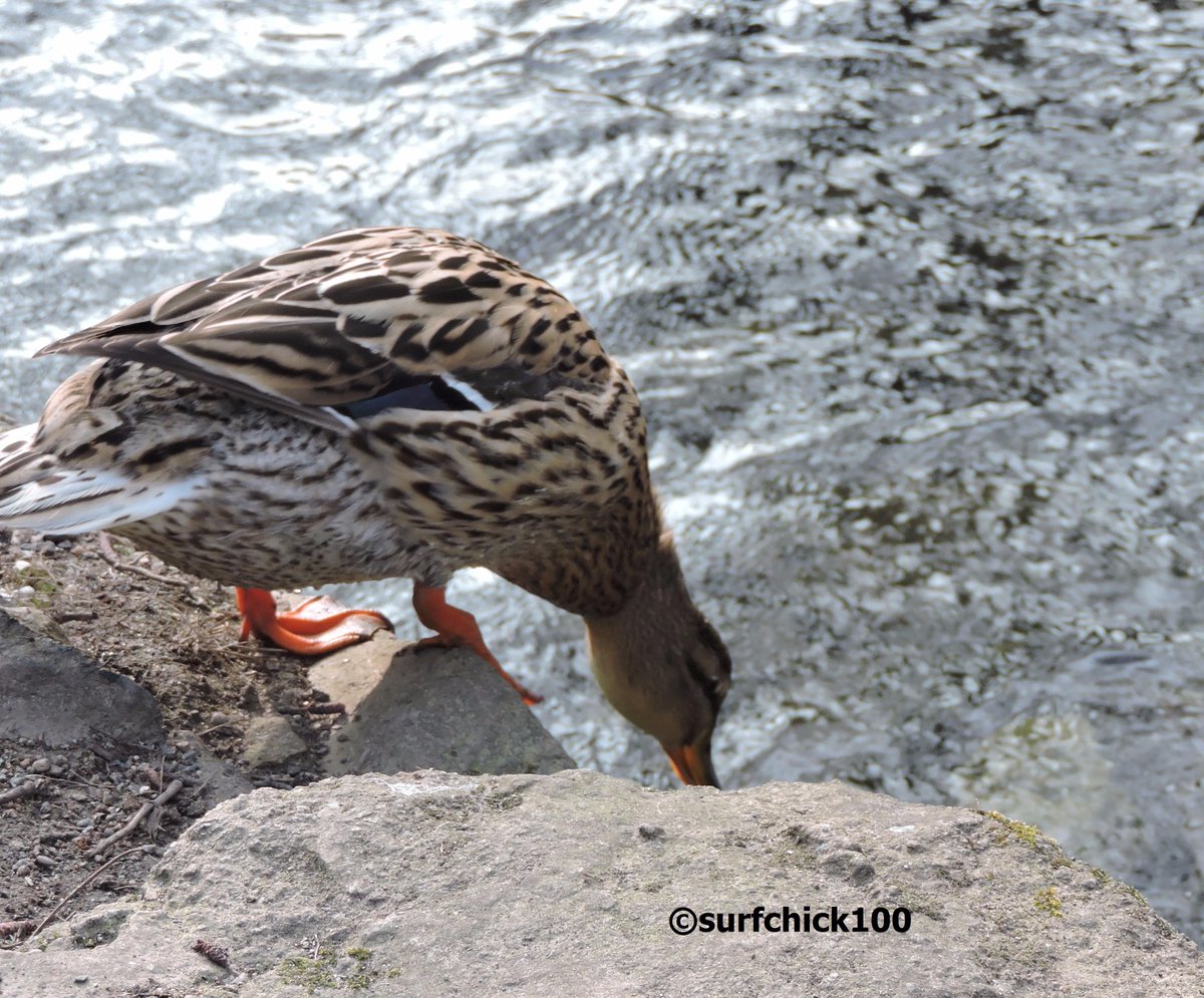 surfchick100's tweet photo. #theseducks #cornwall #tehidy http://t.co/NFijjjDwIx