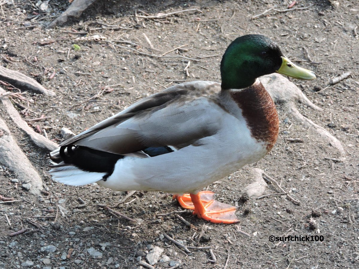surfchick100's tweet photo. #theseducks #cornwall #tehidy http://t.co/NFijjjDwIx