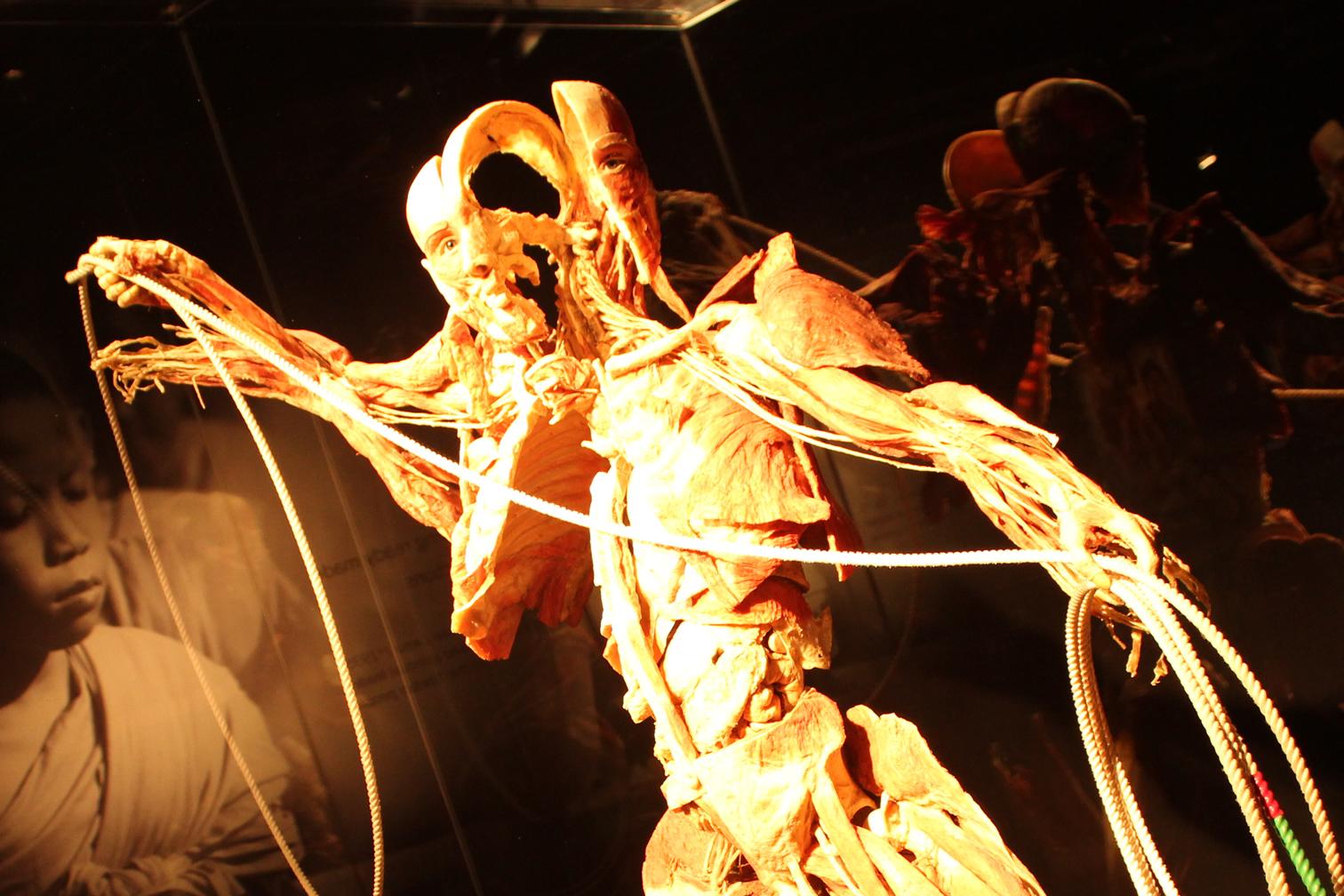 Body Worlds (@BODY_WORLDS) | Twitter - The latest Tweets from Body Worlds (@BODY_WORLDS). Gunther von Hagens'   BODY WORLDS is the original exhibition, seen by nearly 40 million people.