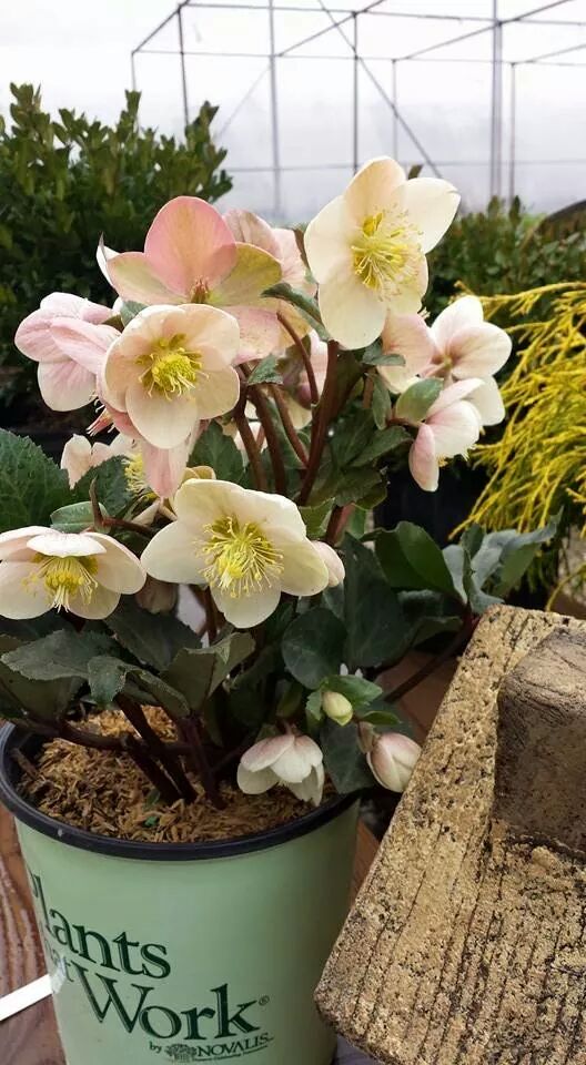callawayfields's tweet image. Beautiful helleborous from @willowayplants