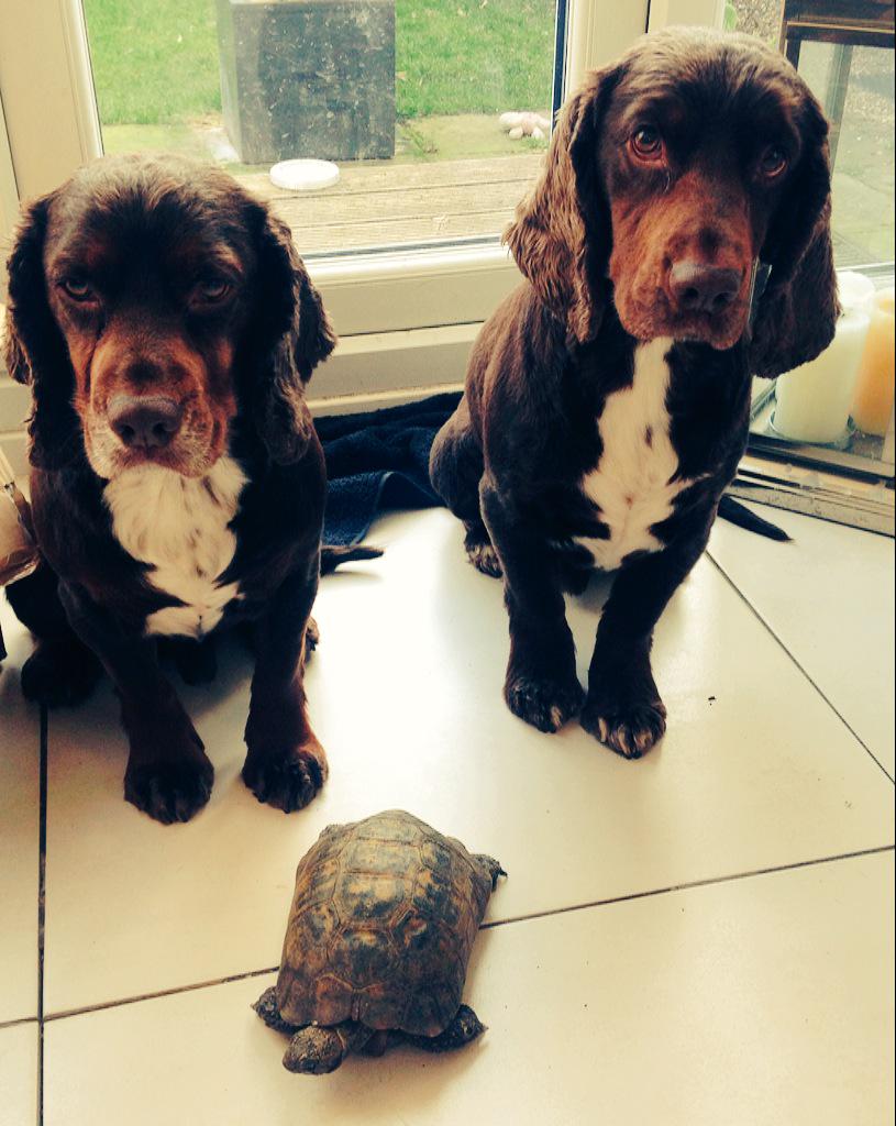 julessimps's tweet photo. He's up 🐢 #twodogsandatorti http://t.co/G4dG8L7hMO