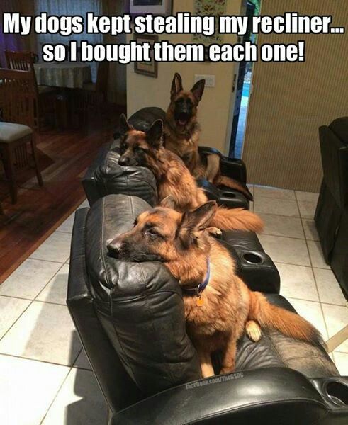 UKUSCAdoggie2's tweet photo. How we like to spoil our #dogs!!
#AdoptDontShop #rescuedogs #woofwoof #germanshepherd http://t.co/WSEludziT0