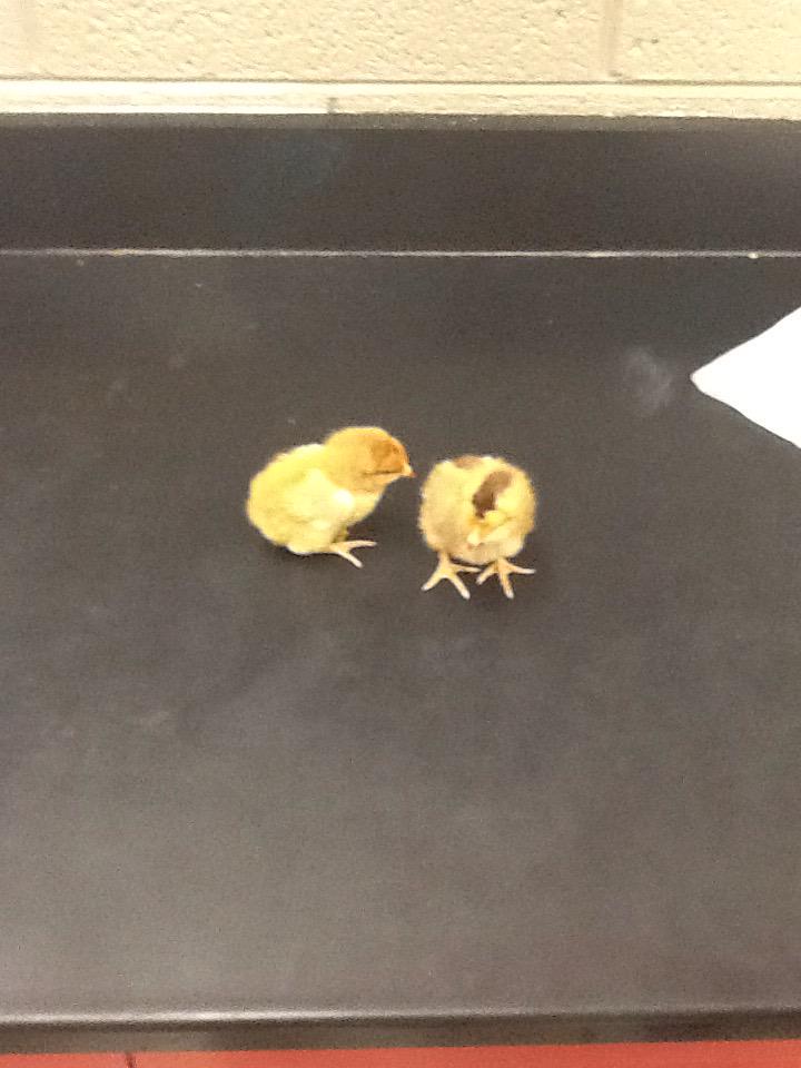 Preston_Bea's tweet photo. AP Bio cock fight http://t.co/8jIoCkVoKT