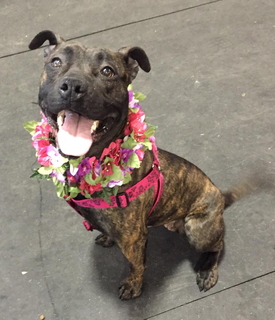 Almosthomeresq's tweet photo. almosthomeanimalrescue's photo http://t.co/GqsrJJmUP5 #foster #adopt #love #share #retweetplease @PepperTheDog http://t.co/zDnrjfZL1e