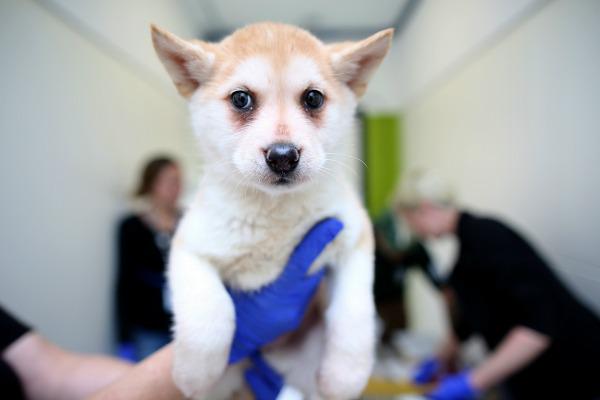 humaneworldnews's tweet image. 57 #KoreaDogs flown to San Francisco to be evaluated &amp;amp; treated for medical issues at @sfspca. More updates to come.
