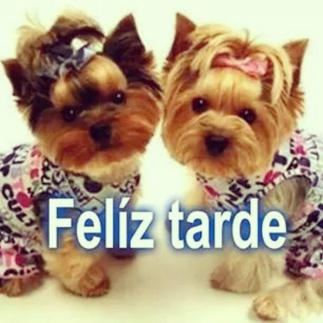 AyD_Py tweet picture
