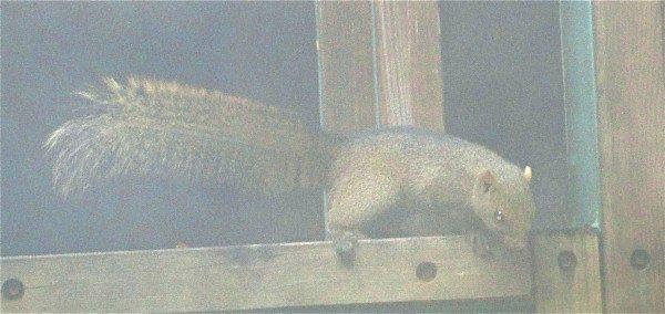 Ratatosk4's tweet photo. It's #SquirrelAwarenessMonth, humans, and the #InternetNeedsMoreSQUIRRELS! Squirrels from all around the world! ๐ฟ๐ฟ๐ฟ https://t.co/xlkPTu3OA3