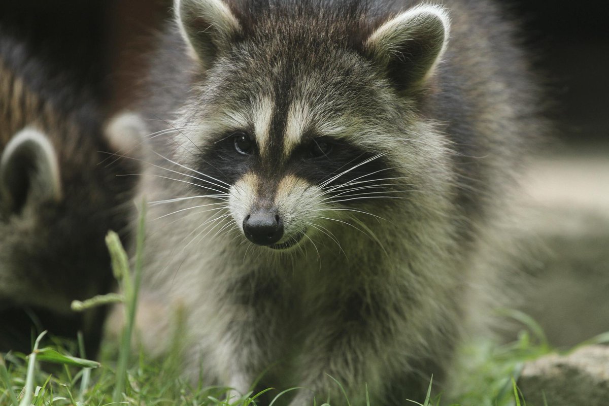 NatGeoAnimals's tweet photo. Raccoons are very intelligent, tactile and highly social animals who live in kin-based groups #BackyardBandit 9/8c http://t.co/mu9DAEXf5B