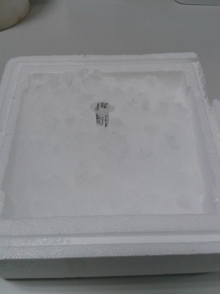 Our first RAD library for roach: 5 lab days with the great <a href="/TamsynUW/">Tamsyn Uren Webster</a> to produce a small volume of colourless liquid.