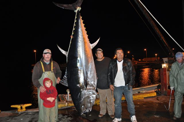 wildtunachartr's tweet photo. @BluefinRegistry some of the giant atlantic bluefin tuna you can expect when fishing with http://t.co/QM3a86SHup http://t.co/w7ow2H71Yn