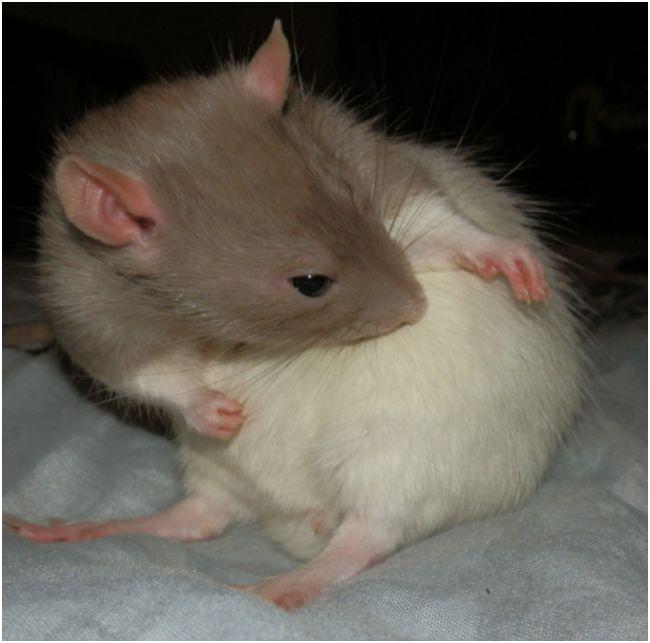 Ronnie_the_Rat's tweet photo. Well Groomed Reggie..  #rats #petrats #pets #wildlife #animals #ratlist #ratview #ratform #ratnews #murine #nomnom http://t.co/7WRtJAR3LN