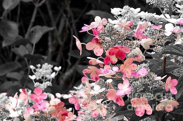 New artwork for sale! - "Selective Pink" - fineartamerica.com/featured/selec… <a href="/fineartamerica/">Fine Art America</a>