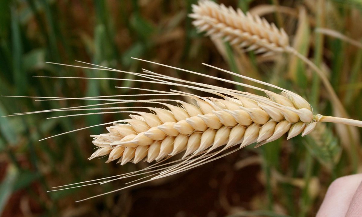SlowFoodUSA's tweet photo. Amazing. Syrian scientists are risking their lives to save #biodiversity during a civil war. http://t.co/kervkv9j0c http://t.co/W6JTMSR8GF