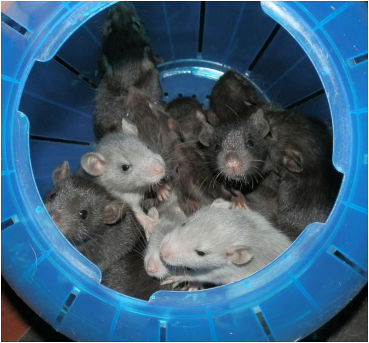 Ronnie_the_Rat's tweet photo. Spaceball of Mischief...  #rats #petrats #pets #wildlife #animals #ratlist #ratview #ratform #ratnews #murine #nomnom http://t.co/AyeOChTdHW