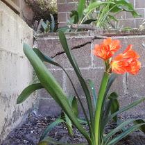 GardenSteps's tweet photo. First clivias blooming near lower sections of #SanFrancisco #HiddenGardenSteps; plenty more to see onsite http://t.co/C6EpuHIq2D