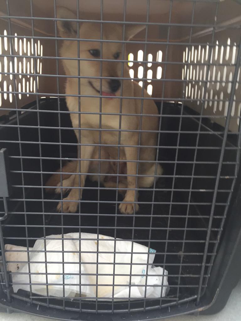 JeevesDC's tweet image. Awww RT @sfspca: One of the #KoreaDogs who just arrived, saved from the dog meat industry. sfspca.org/KoreaDogs
