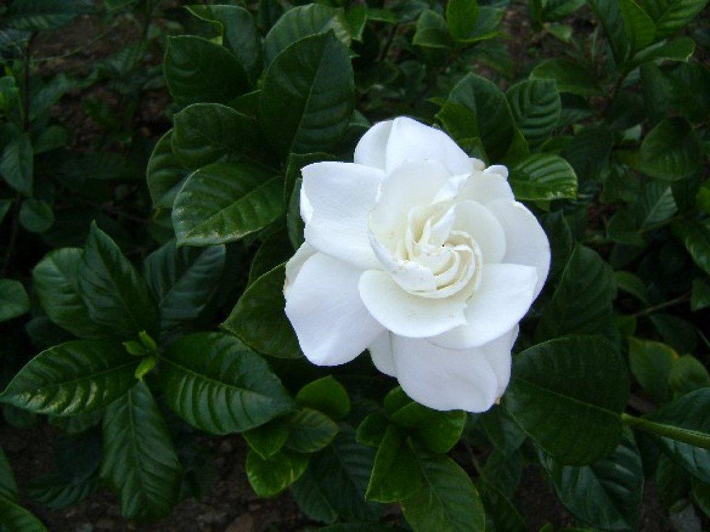 Gardenia: It is the symbol of feminine grace , subtlety and artistic merit. #Femenine #Art #lifestyle #Love