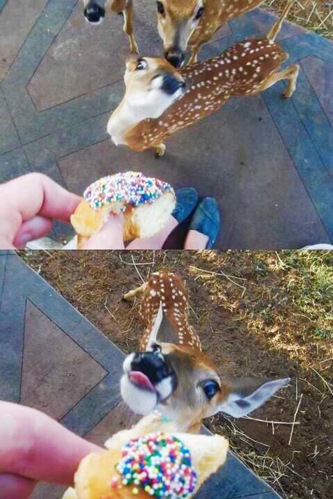 RocketDonuts's tweet photo. How we feel about donuts😱😍 #donuts #doughnuts #deer #Bellingham #bellinghamlife #RocketDonuts http://t.co/S2p0mOPC6G