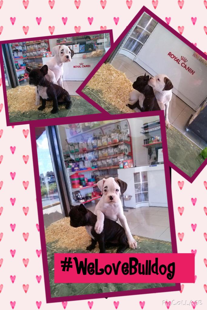 petpoint_ok's tweet image. We LOVE Bulldog Francés!
Te gustan? Veni a conocerlos a Tortuguitas!