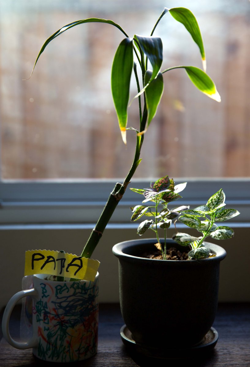 VandanaDev1's tweet photo. Day 55/375 #photography #project365 http://t.co/EPinEcEPgT