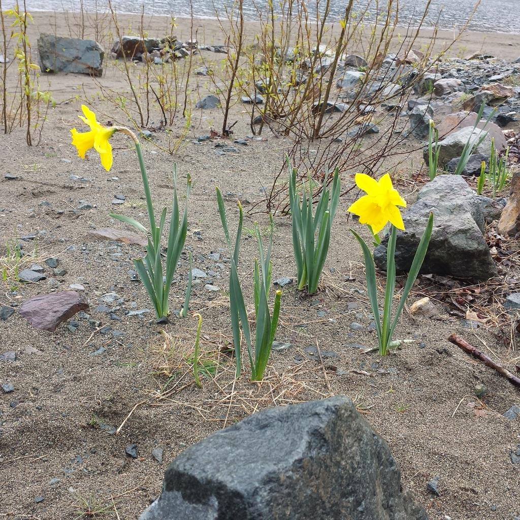 SToddBooth's tweet image. A little #SpringBreakGetaway to #HarrisonHotSprings with @JaniceMBooth &amp;amp; the kidlets