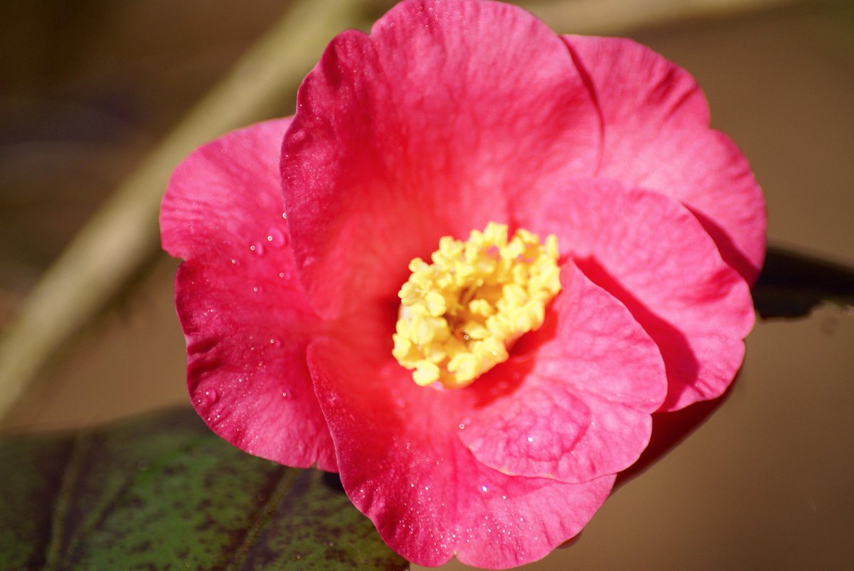 SCBotGarden's tweet photo. Beauty even on a rainy day #flowers #garden #botanicalgarden #scbg http://t.co/kJlU9mT1NZ