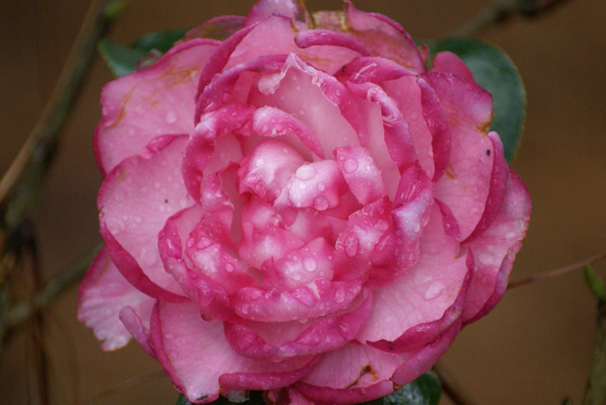 Beauty even on a rainy day #flowers #garden #botanicalgarden #scbg