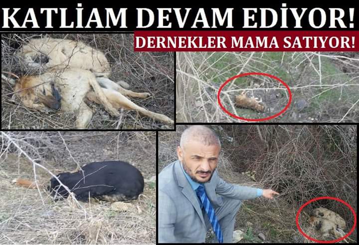 Bunu bi dile getirelim Allah rızası için ablam