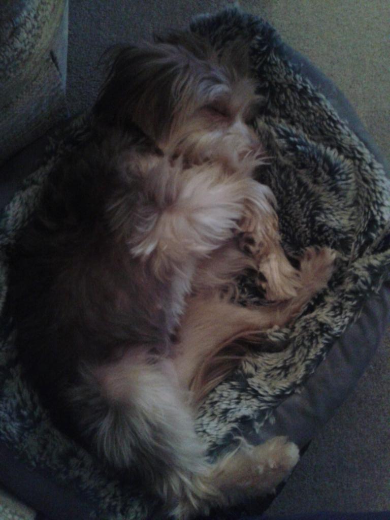 CWRIZZLA's tweet image. @NevilleSouthall I&apos;ll try and get involved Nev. RT my girl Lexie Blue #kungfudog