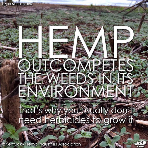 HempHelps's tweet photo. What can't #hemp outcompete?! #hempforthewin #hempheals #behempy http://t.co/Mc6Tgz7g9X