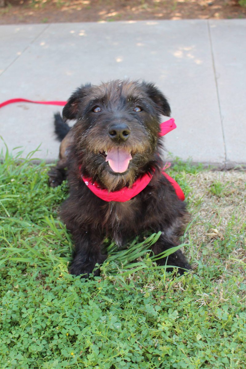 AZSDRescue's tweet photo. Hunter is now ready for adoption! #Availabledog http://t.co/sJivfwGynF