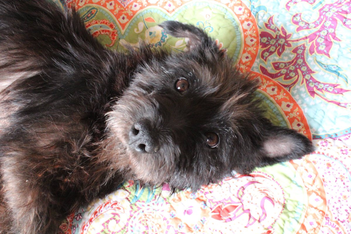 AZSDRescue's tweet photo. Hunter is now ready for adoption! #Availabledog http://t.co/sJivfwGynF