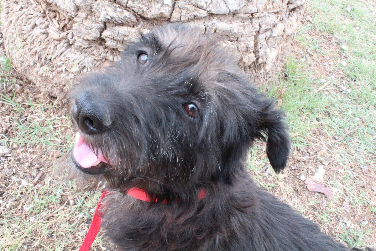 AZSDRescue's tweet photo. Hunter is now ready for adoption! #Availabledog http://t.co/sJivfwGynF