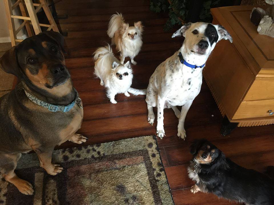 AZSDRescue's tweet photo. Zane is looking for his forever home! #Availabledog http://t.co/OwMMnKMX4M