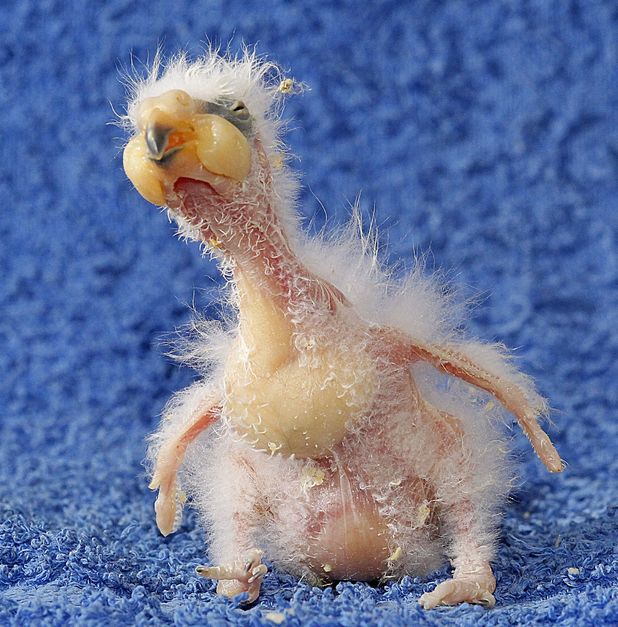 Ugly Baby Animals: Adorable Oddities Unveiled!
