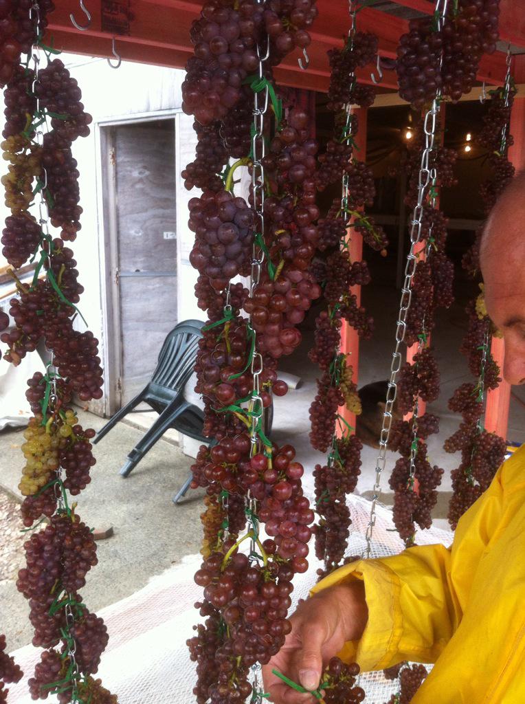 Stefano Guidi (@guidiwine) on Twitter photo Preparing the sweet passito at Herons Flight today Preparing the sweet passito at Herons Flight today