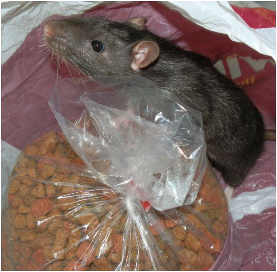 Ronnie_the_Rat's tweet photo. "Hey, look what I found!" #rats #petrats #pets #wildlife #animals #ratlist #ratview #ratform #ratnews #murine #nomnom http://t.co/BhlMhoVmuf