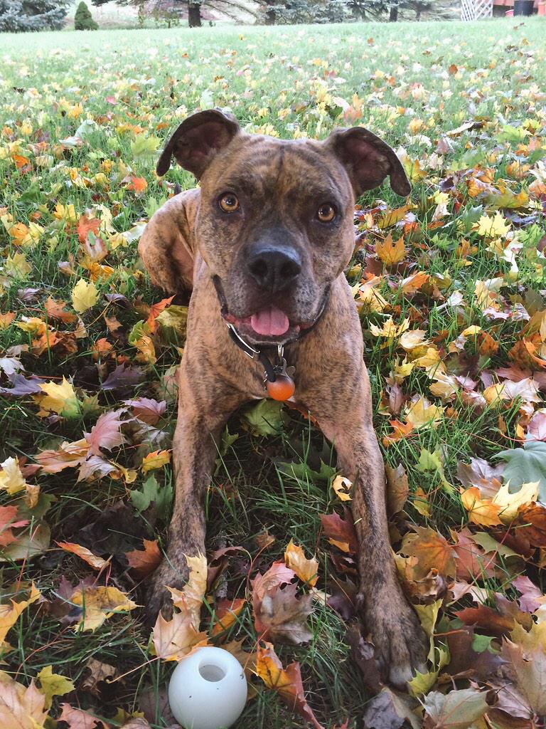 MaryLyn107's tweet photo. Mack is the love of my life and I am his voice to advocate for rescued animals and bully breeds. ❤️ #shutterflypaws http://t.co/BTR6pr3OXX