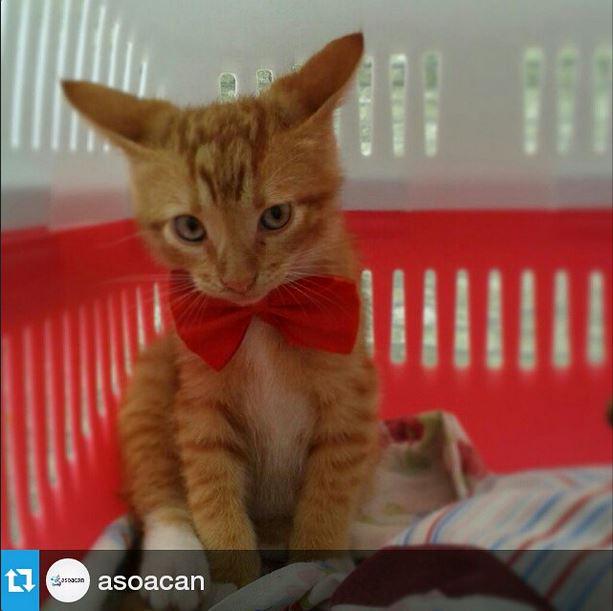 mediveb's tweet photo. Este catire hermoso fue adoptado durante nuestra jornada de adopción <3 http://t.co/JaGGRKoZq6