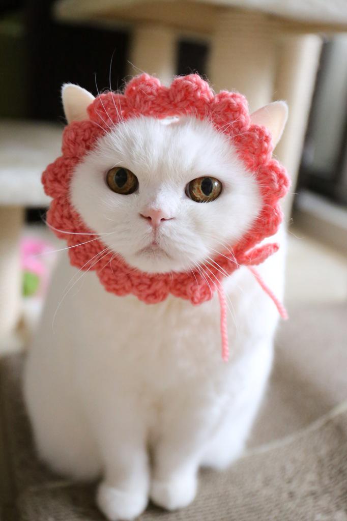 猫ちゃん様 頑張っているあなたへ はなまるをあげます。