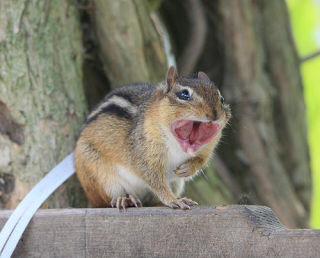 霧烏 普段可愛い顔の動物ってあくび顔が怖い気が 逆に普段怖い動物のあくび顔はちょっと可愛いらしい W Http T Co Jzgvpjyfqx